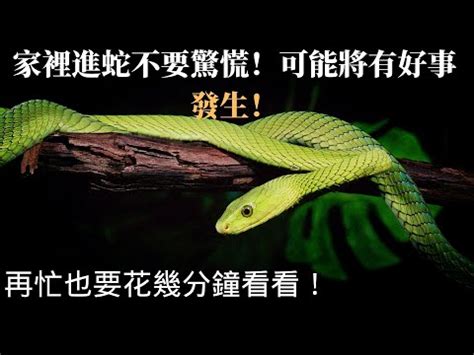 看到蛇的徵兆|看到蛇代表什麼預兆？動物行為學專家告訴你